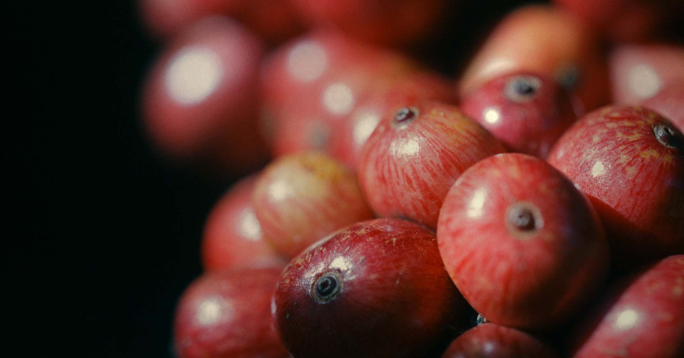 coffee cherries closeup
