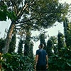 Man standing beneath Shade tree caraousel image