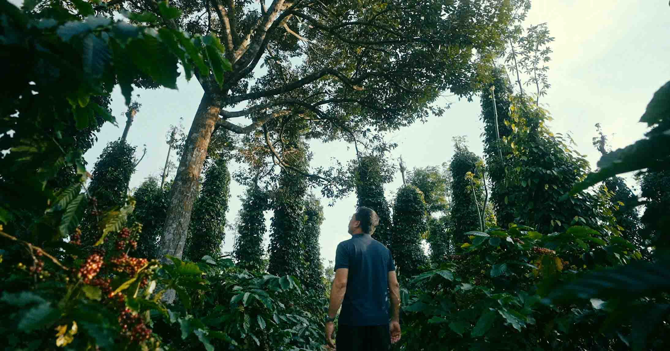 Man standing beneath Shade tree