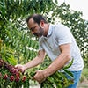 Coffee farmer looking at coffee cherries caraousel image