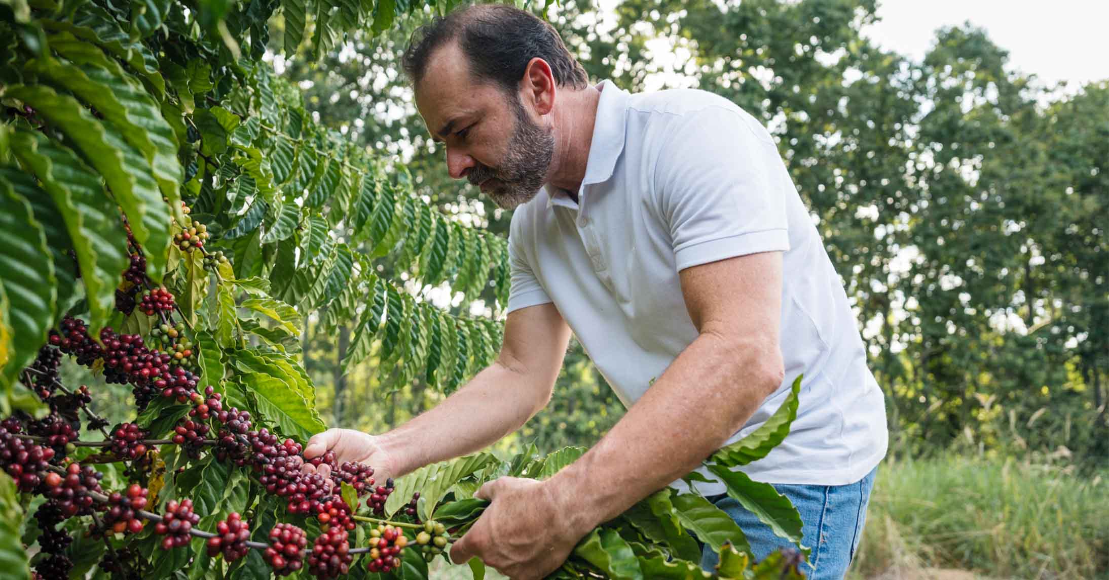 Coffee farmer looking at coffee cherries