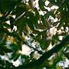 Shade tree leaves caraousel image