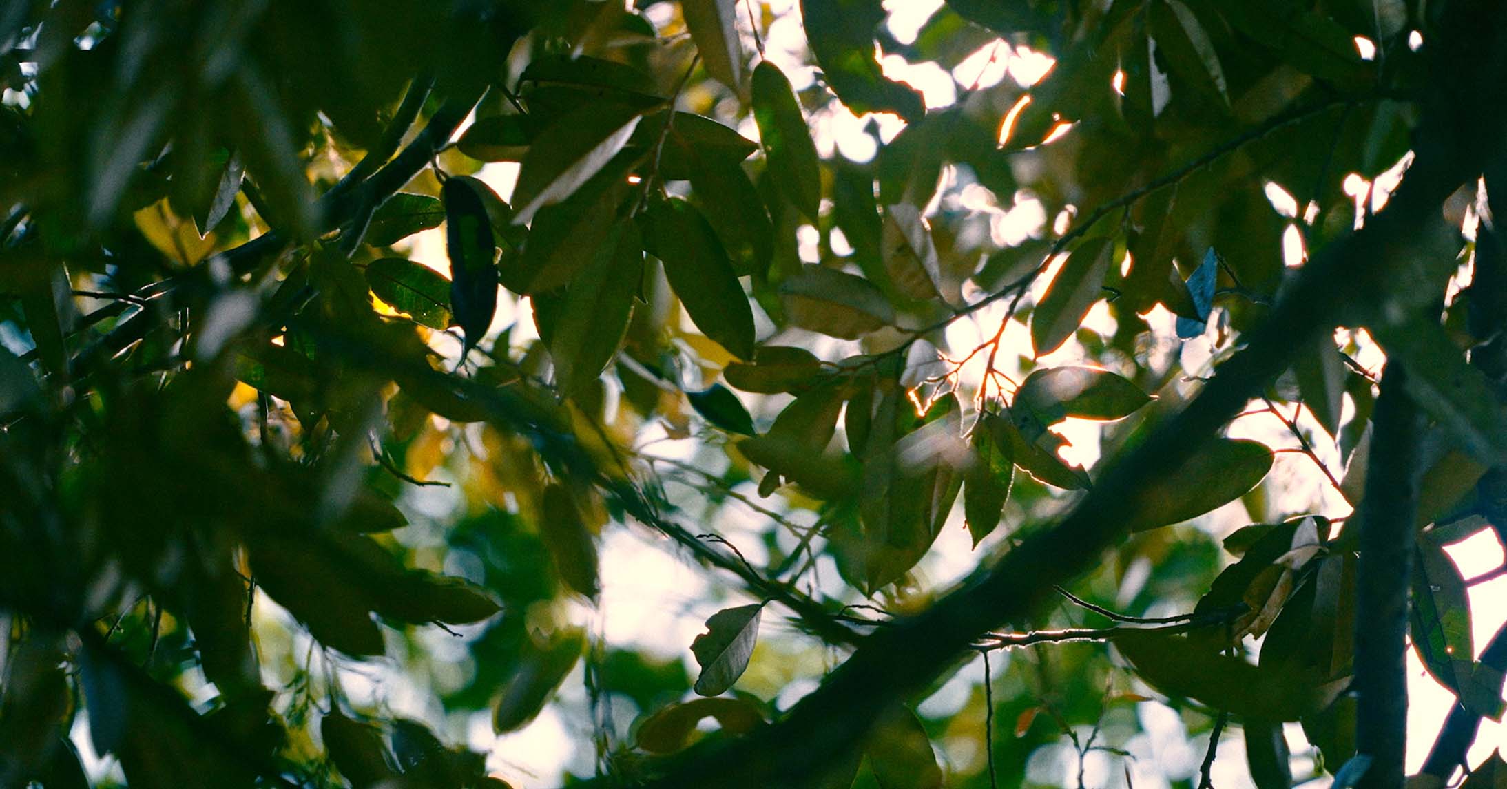 Shade tree leaves