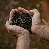 Earthworms in nutrient-rich compost, illustrating healthy living soil caraousel image