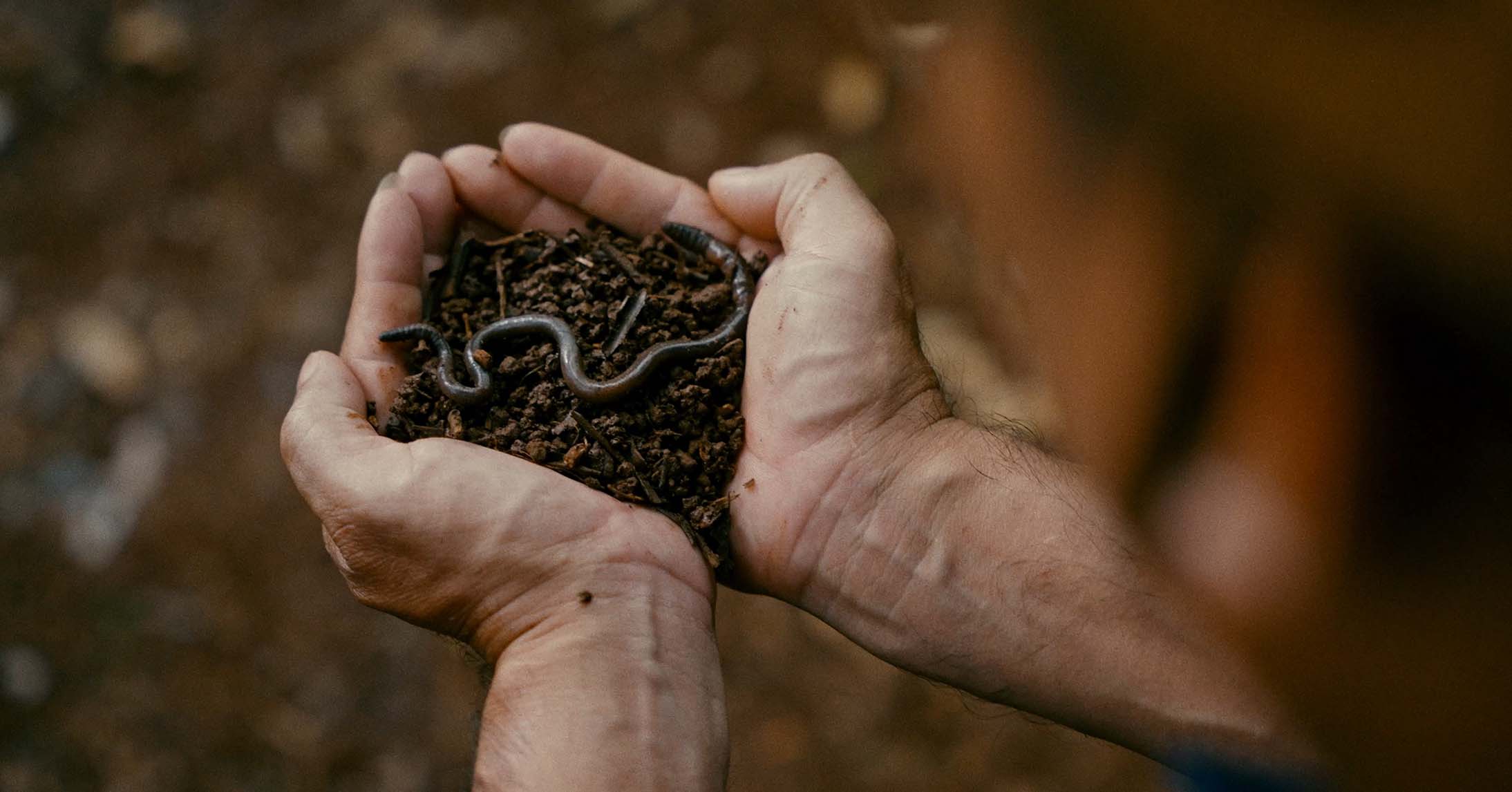 Earthworms in nutrient-rich compost, illustrating healthy living soil