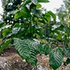 Young coffee plant growing in well-maintained soil caraousel image