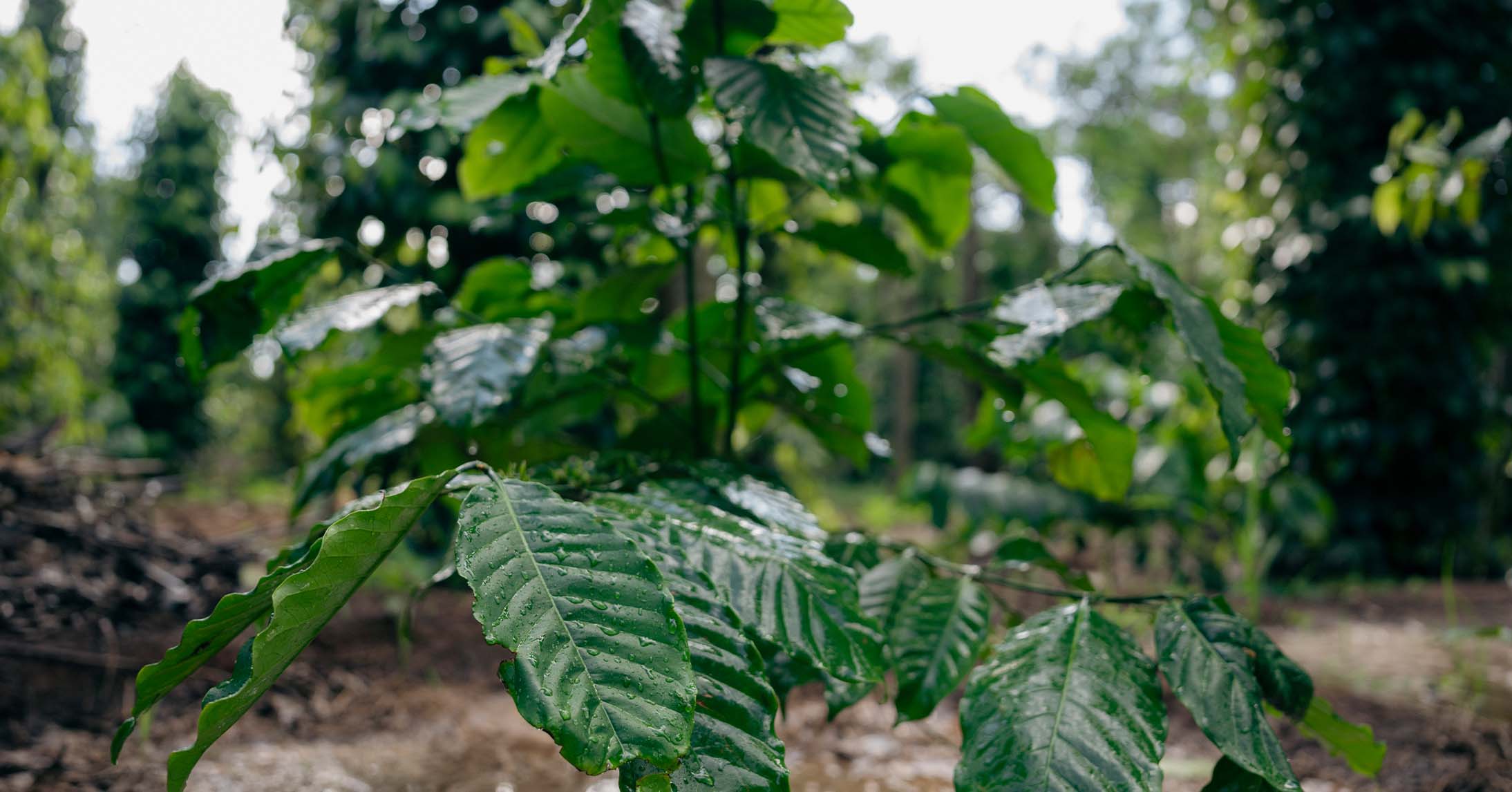 Young coffee plant growing in well-maintained soil