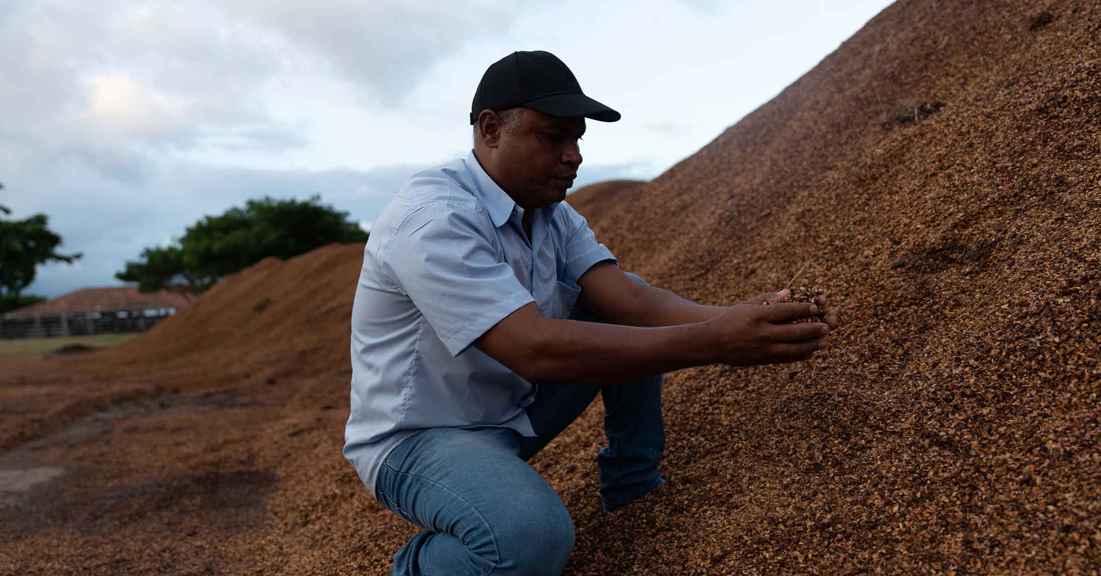 Coffee farmer inspecting organic compost used to improve soil health