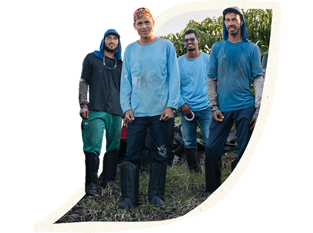 Coffee farmers standing in front of coffee plants