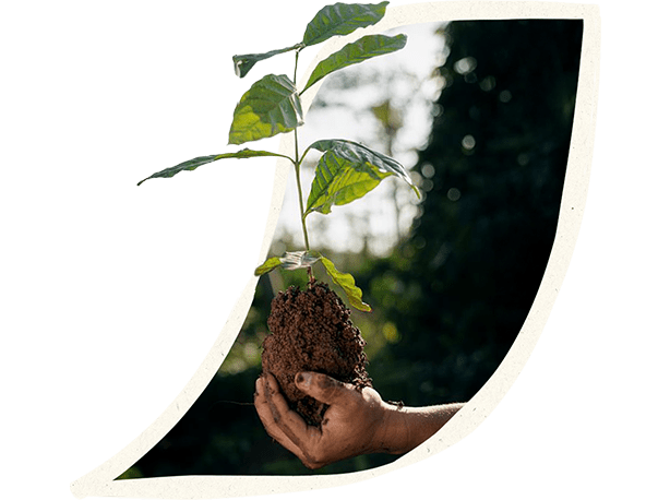 Person holding a coffee plantlet in their hand