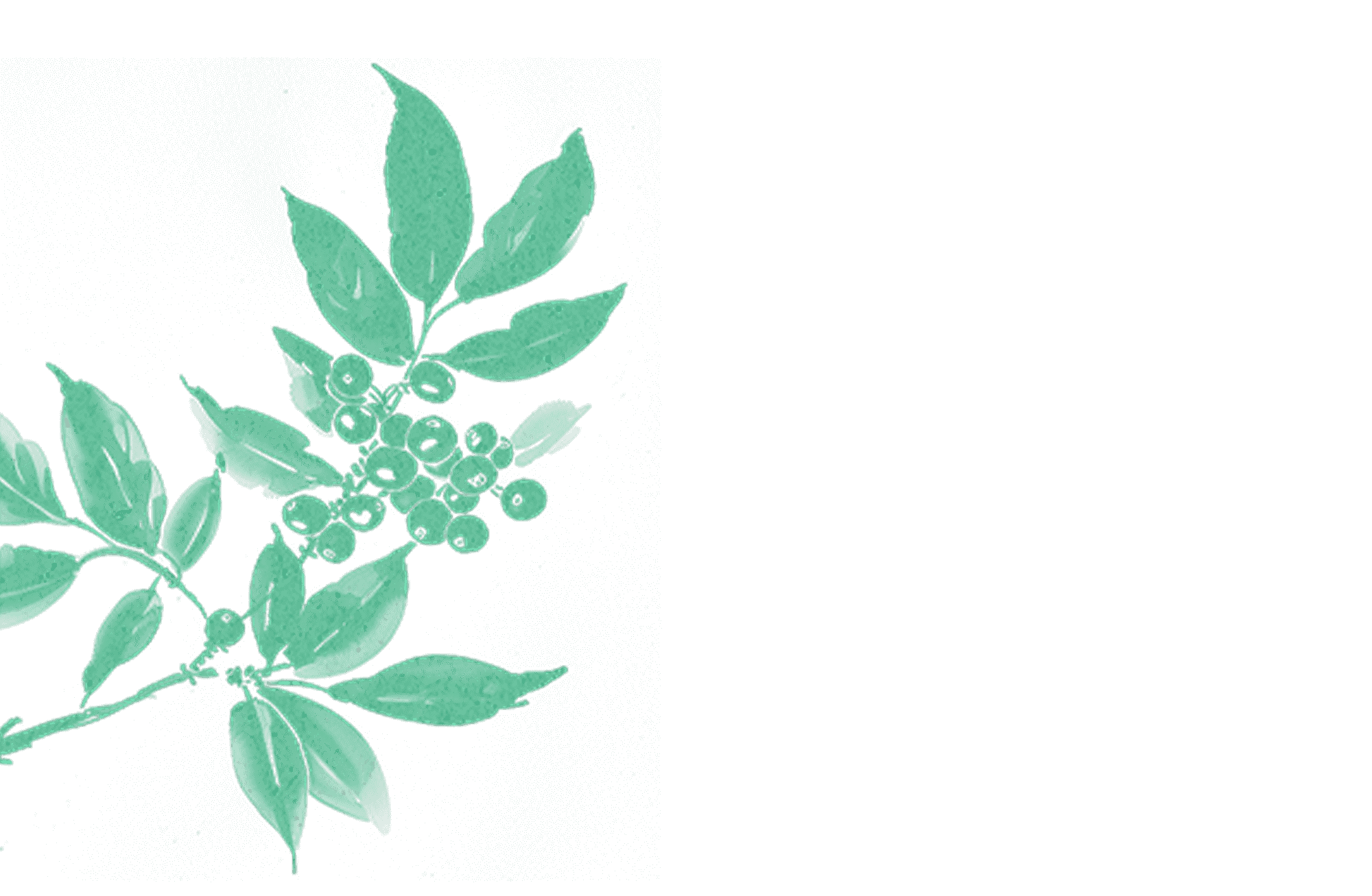 Illustration of a Coffee plant