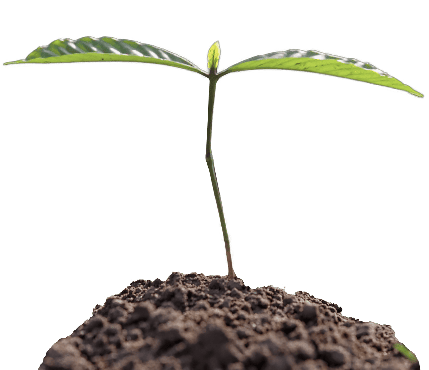 Young coffee seedling growing in soil, representing sustainable coffee farming.