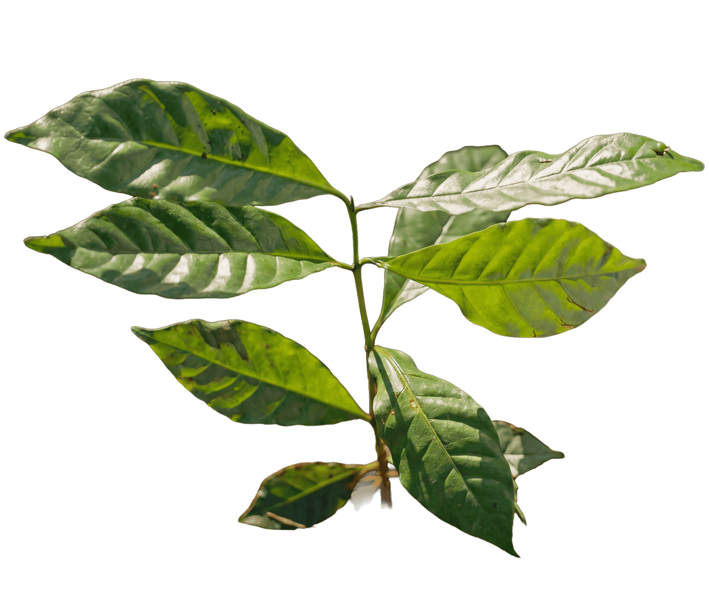 Young coffee plant with green leaves growing