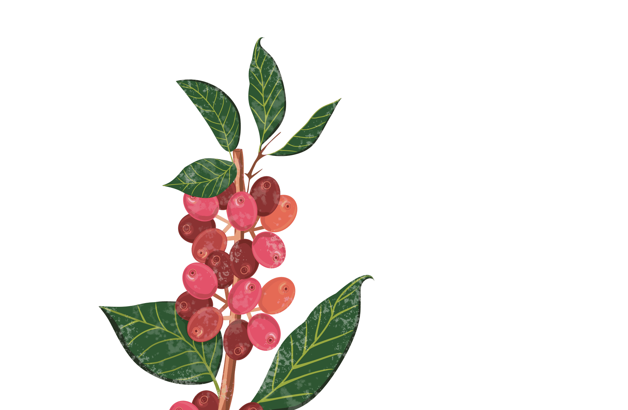 coffee plant illustration