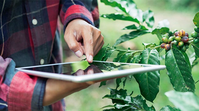 Hands holding a tablet next to a coffee plant