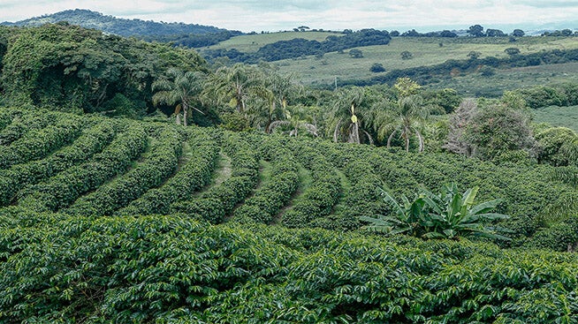 Rows of coffee plants on a farm