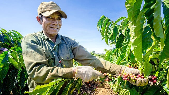 Man working on a coffee farm