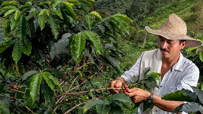 Man wearing hat working in a coffee farm