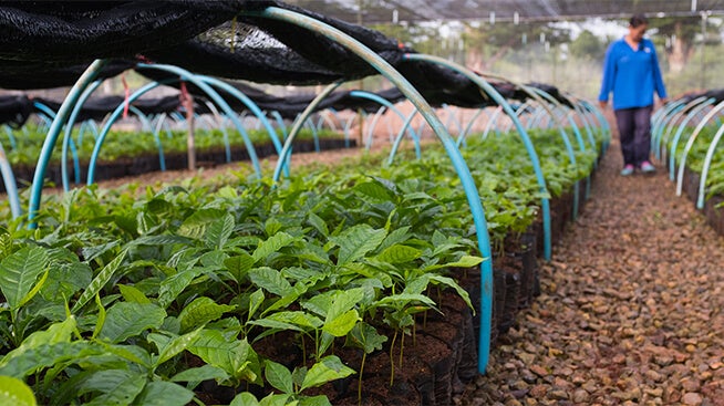 Rows of coffee plants with trees in background