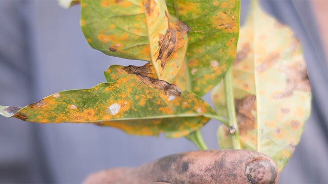 Hand holding coffee leaves affected by rust