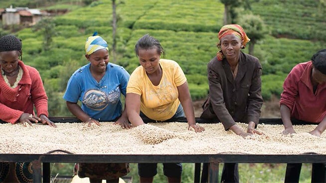 Women working on a coffee farm