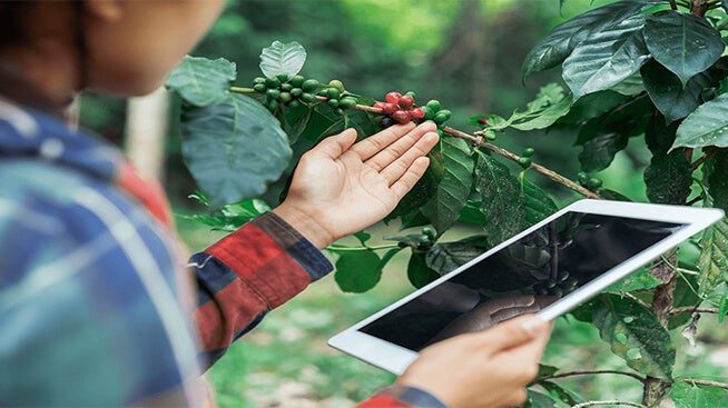 Person holding a tablet looking at coffee cherries