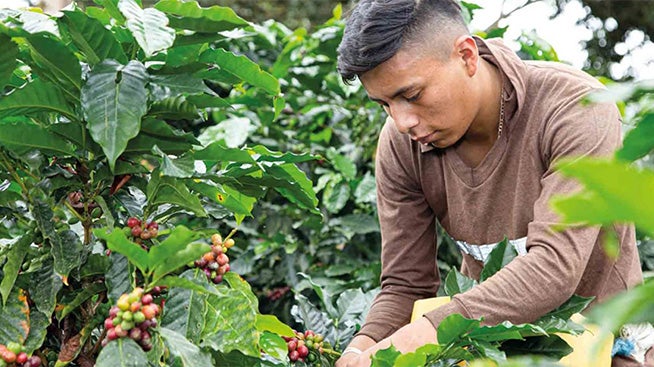 Man tending to a coffee plant