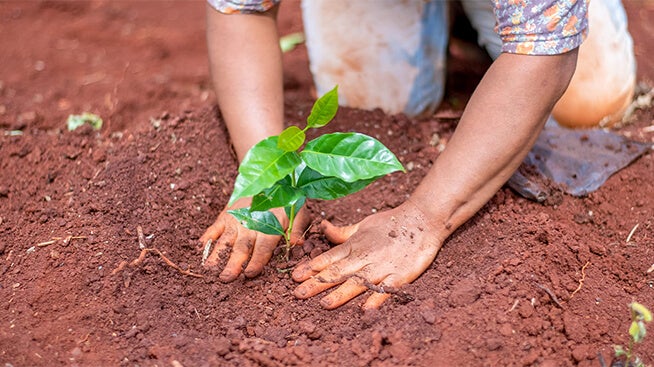 Person planting a coffee plant