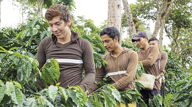 Men working on a coffee farm
