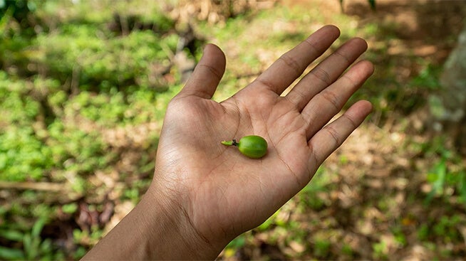 Hand holding a green coffee cherry