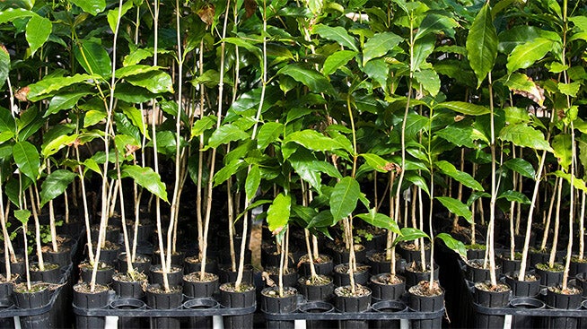 Coffee plantlets in pots