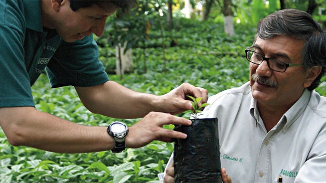 Two men tending to a young coffee plant