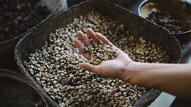 Hand holding dried coffee beans
