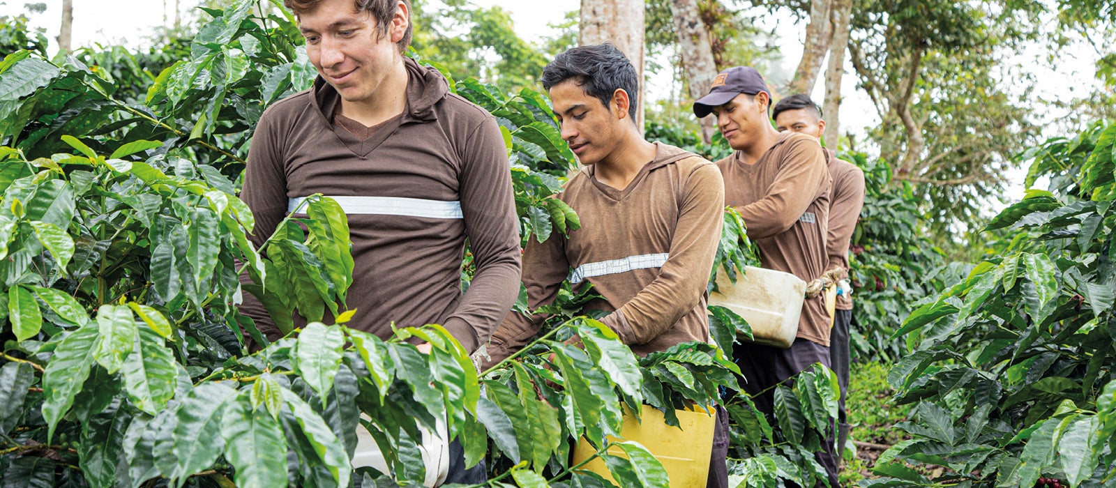 young boys collecting coffee beans 