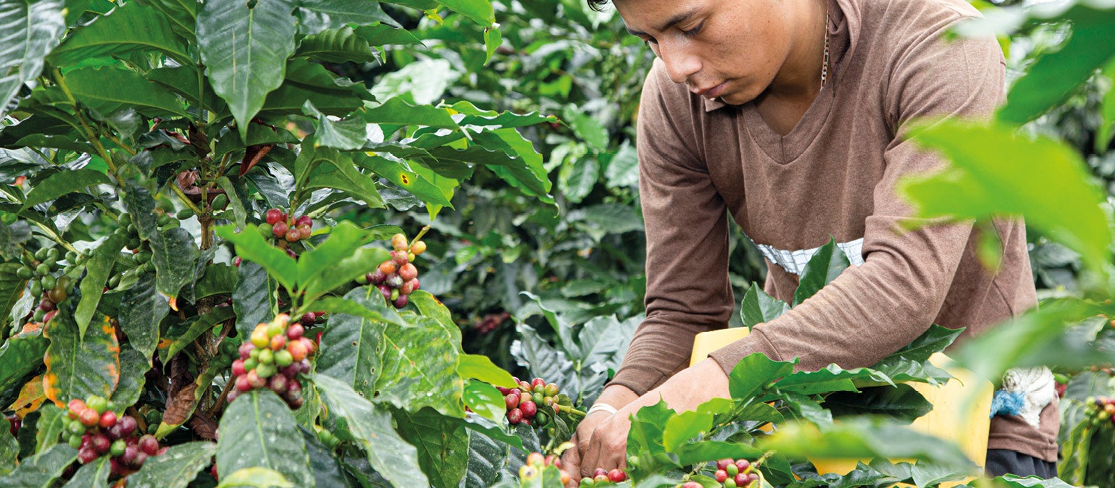 young boy collecting coffee beans 