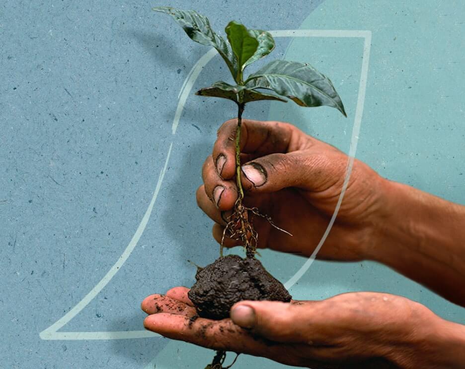 Hands holding a young coffee plant