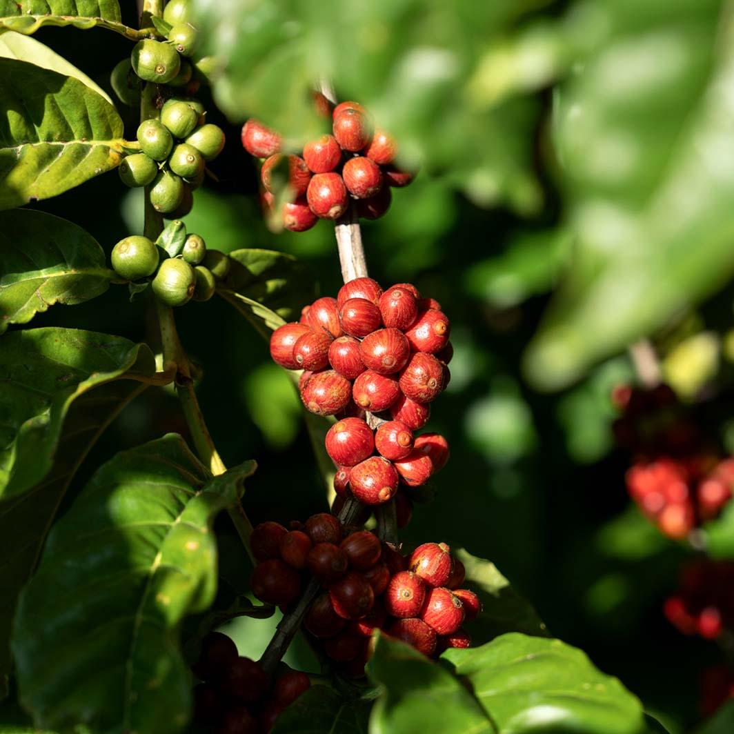nescafé regenerative agriculture