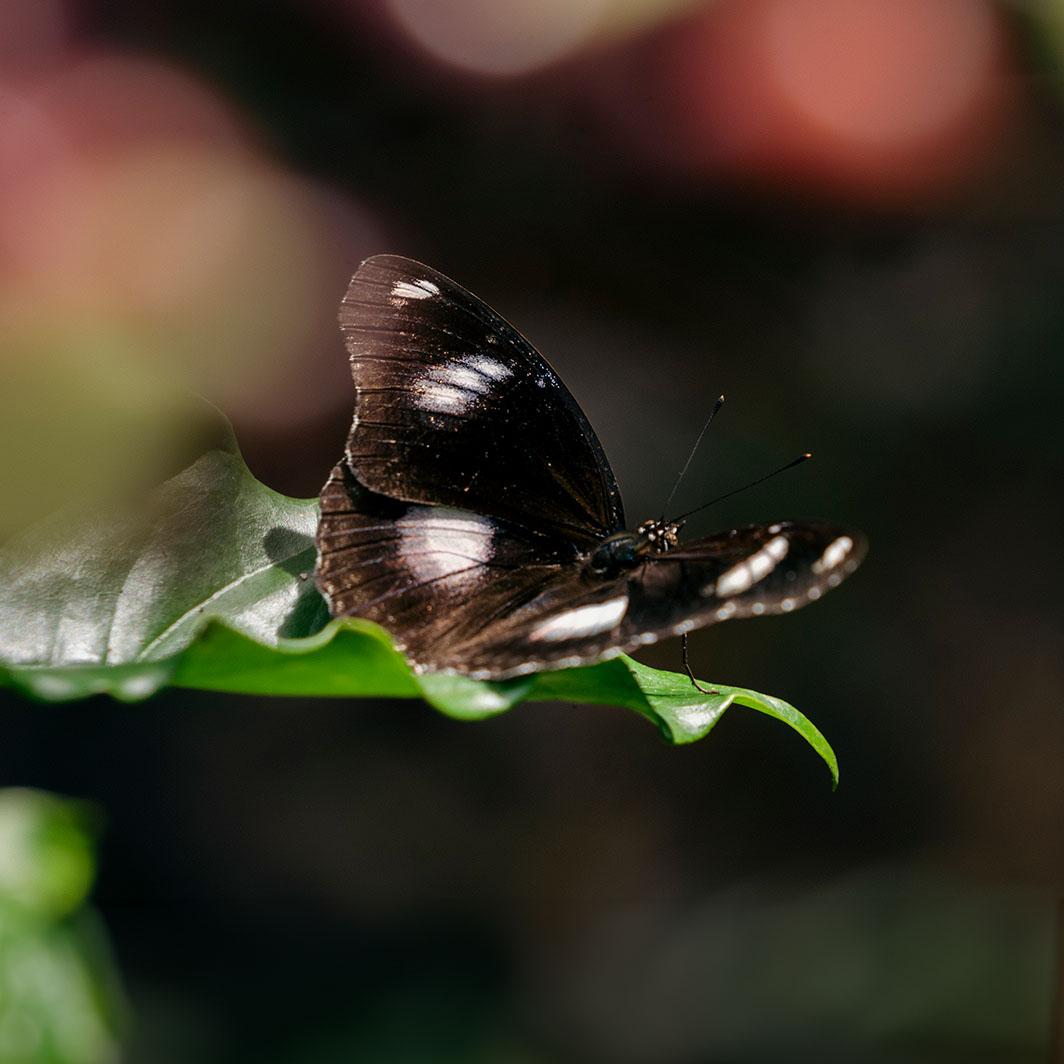 coffee and biodiversity