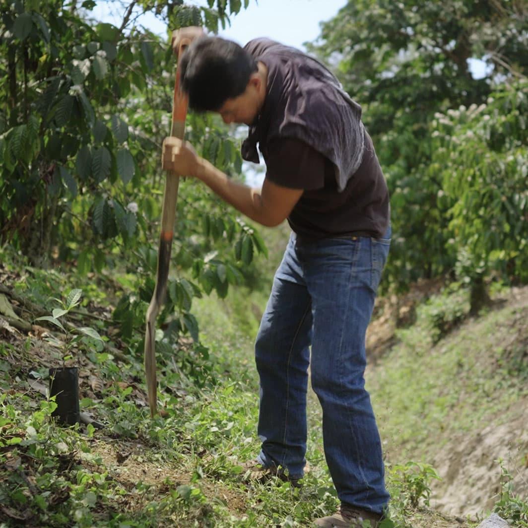 Coffee farmer digging soil