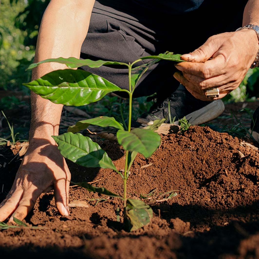 Hands planting a young coffee seedling in healthy soil