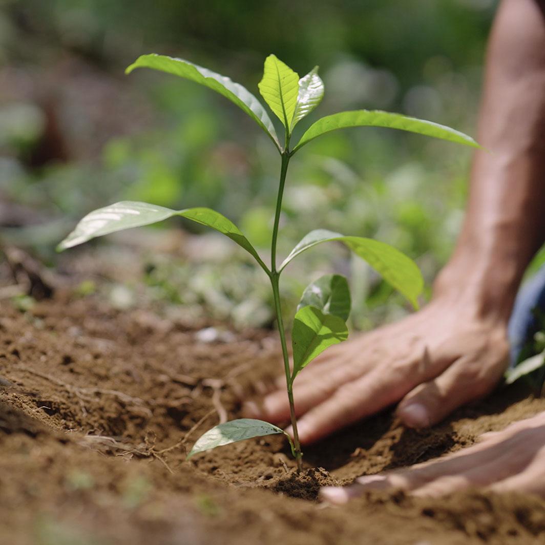 Young coffee plants growing in a nursery to support sustainable coffee farming