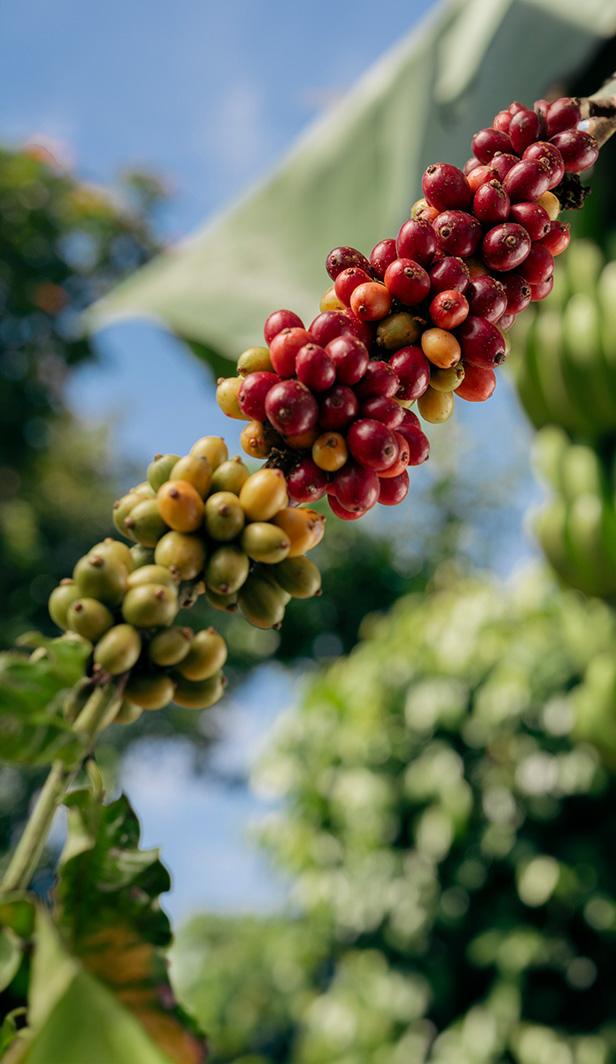 regenerative agriculture coffee