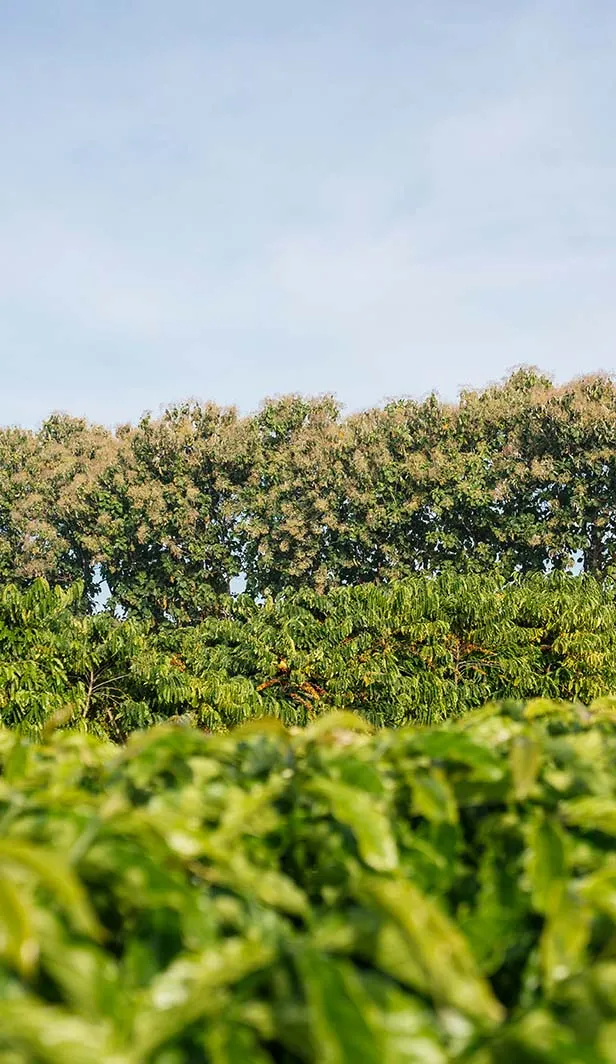 nescafé regenerative farming
