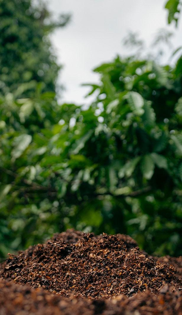 healthy soil for coffee
