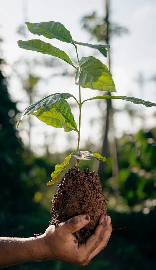 Hand holding a young coffee seedling