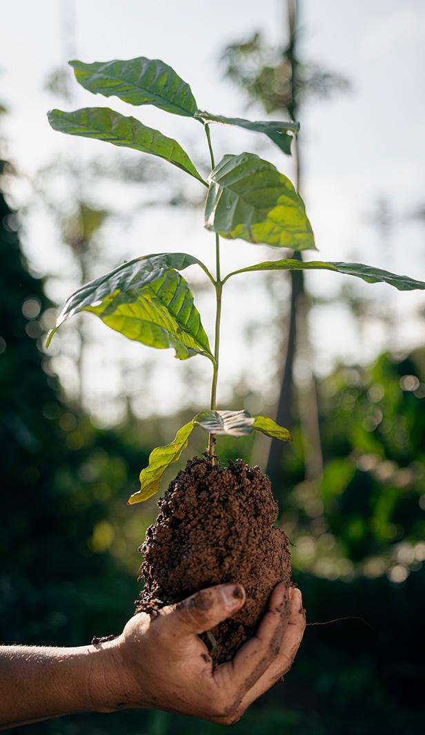 Hand holding a young coffee seedling
