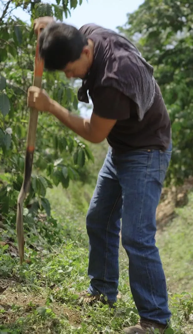 Coffee farmer digging soil