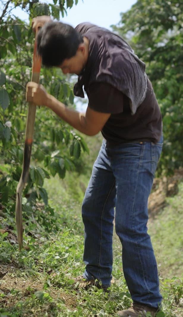 Coffee farmer digging soil