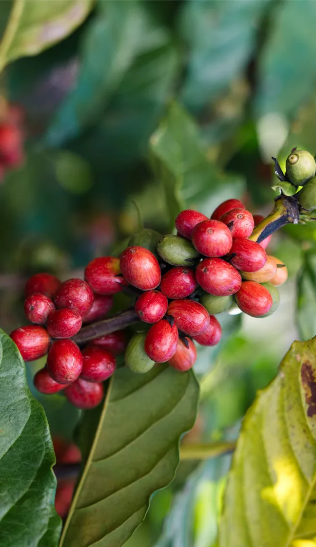 Coffee plants growing using regenerative agriculture practices