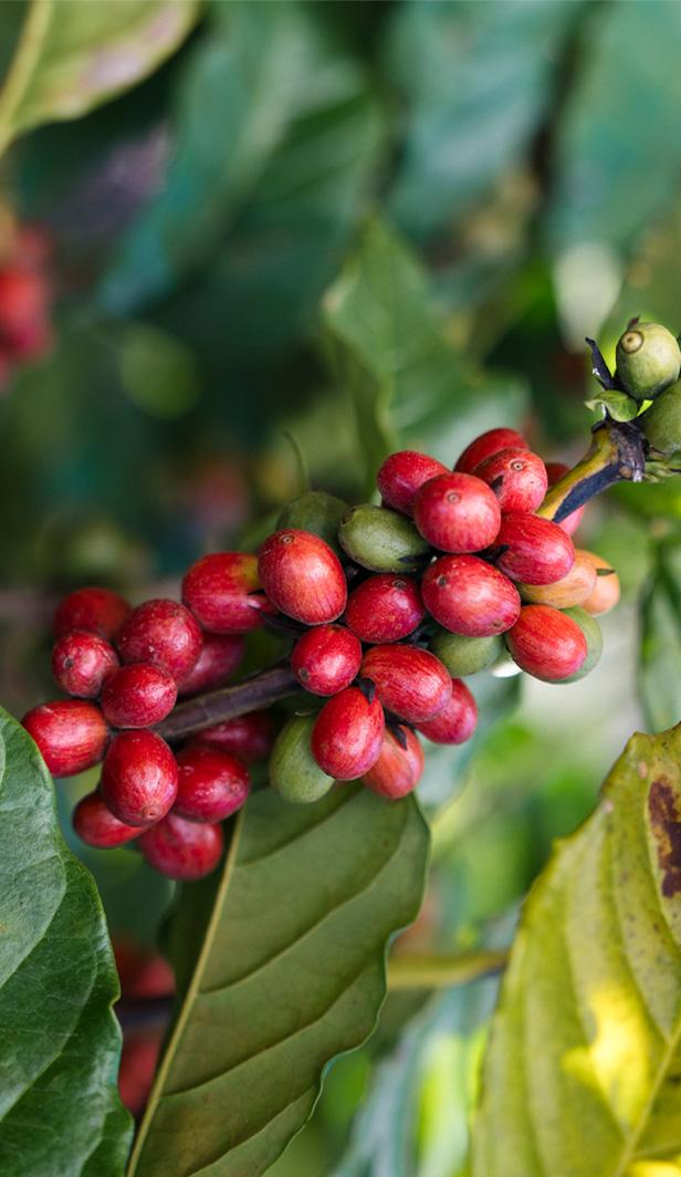 Coffee plants growing using regenerative agriculture practices
